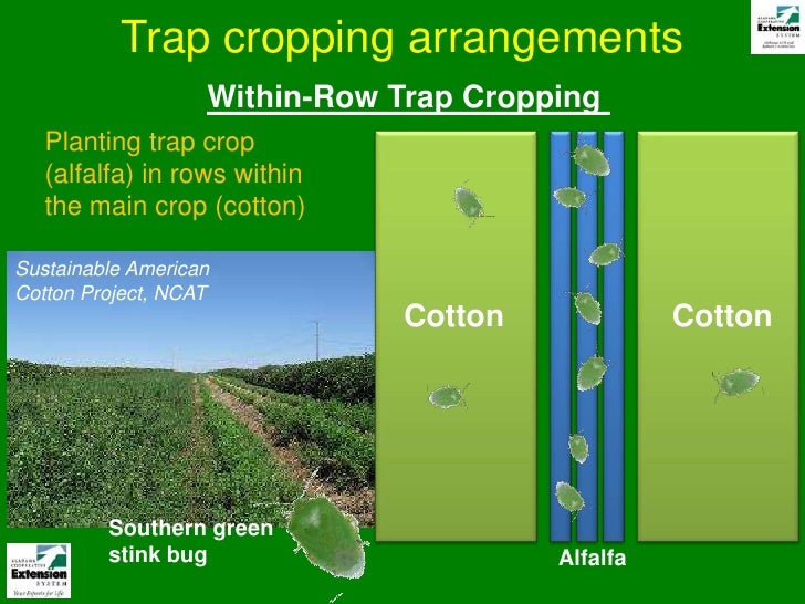 Trap Crops for Insect Pest Management