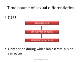 Time course of sexual differentiation
• (1) FT
• Only period during which labioscrotal fusion
can occur
PLACENTAL HCG
LTR RECEPTOR ON TESTES
TESTESTERONE SYNTHESIS
www.dnbpediatrics.com
 