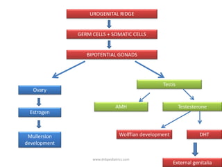 Estrogen
Ovary
BIPOTENTIAL GONADS
Wolffian development
AMH Testesterone
External genitalia
UROGENITAL RIDGE
Mullersion
development
GERM CELLS + SOMATIC CELLS
Testis
DHT
www.dnbpediatrics.com
 