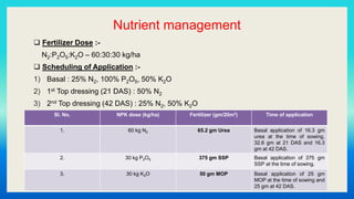 Nutrient management
 Fertilizer Dose :-
N2:P2O5:K2O – 60:30:30 kg/ha
 Scheduling of Application :-
1) Basal : 25% N2, 100% P2O5, 50% K2O
2) 1st Top dressing (21 DAS) : 50% N2
3) 2nd Top dressing (42 DAS) : 25% N2, 50% K2O
Sl. No. NPK dose (kg/ha) Fertilizer (gm/20m2) Time of application
1. 60 kg N2 65.2 gm Urea Basal application of 16.3 gm
urea at the time of sowing,
32.6 gm at 21 DAS and 16.3
gm at 42 DAS.
2. 30 kg P2O5 375 gm SSP Basal application of 375 gm
SSP at the time of sowing.
3. 30 kg K2O 50 gm MOP Basal application of 25 gm
MOP at the time of sowing and
25 gm at 42 DAS.
 