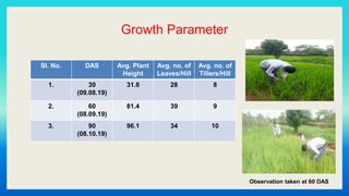 Growth Parameter
Sl. No. DAS Avg. Plant
Height
Avg. no. of
Leaves/Hill
Avg. no. of
Tillers/Hill
1. 30
(09.08.19)
31.8 28 8
2. 60
(08.09.19)
81.4 39 9
3. 90
(08.10.19)
96.1 34 10
Observation taken at 60 DAS
 