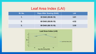 Leaf Area Index (LAI)
Sl. No. Days After Sowing (DAS) LAI
1. 30 DAS (09.08.19) 3.91
2. 60 DAS (08.09.19) 4.52
3. 90 DAS (08.10.19) 3.55
3.91
4.52
3.55
0
0.5
1
1.5
2
2.5
3
3.5
4
4.5
5
30 60 90
LAI
Days After Sowing (DAS)
Leaf Area Index (LAI)
Leaf Area Index (LAI)
 