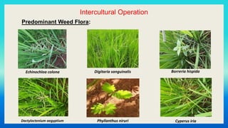 Intercultural Operation
Predominant Weed Flora:
Echinochloa colona Digitaria sanguinalis Borreria hispida
Dactyloctenium aegyptium Cyperus iriaPhyllanthus niruri
 
