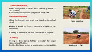 Hoeing at 15 DAS
Hand weeding
1) Weed Management:
2) Water Management:
•Weed Management Done By: Hand Weeding [15 DAS, 30
DAS, 45DAS]
•Critical stage for crop weed competition: 30-45 DAS
Here rice is grown as a kharif crop based on the natural
rainfall.
Water is applied by flooding method of irrigation as per
requirement.
Tillering to flowering is the most critical stage of irrigation.
3) Hoeing:
•Hoeing is done before fertilizer application for proper
incorporation of fertilizer.
•Besides this hoeing is done to reduce crop weed competition
.
 