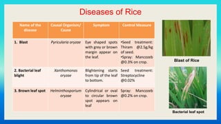 Diseases of Rice
Name of the
disease
Causal Organism/
Cause
Symptom Control Measure
1. Blast Pyricularia oryzae Eye shaped spots
with grey or brown
margin appear on
the leaf.
•Seed treatment:
Thiram @2.5g/kg
of seed.
•Spray: Mancozeb
@0.3% on crop.
2. Bacterial leaf
blight
Xanthomonas
oryzae
Blightening starts
from tip of the leaf
to bottom.
Seed treatment:
Streptocycline
@0.02%
3. Brown leaf spot Helminthosporium
oryzae
Cylindrical or oval
to circular brown
spot appears on
leaf
Spray: Mancozeb
@0.2% on crop.
Blast of Rice
Bacterial leaf spot
 