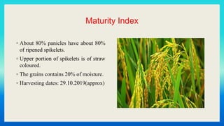 Maturity Index
◦ About 80% panicles have about 80%
of ripened spikelets.
◦ Upper portion of spikelets is of straw
coloured.
◦ The grains contains 20% of moisture.
◦ Harvesting dates: 29.10.2019(approx)
 