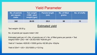 Yield Parameter
No. of panicle
per square
meter
Test weight
(1000 seed
weight) [gm]
Panicle length
(cm)
No. of filled
grains
No. of chaffy
242 26.55 25.5 98 15
Estimated yield
Test weight= 26.55 g
No. of panicle per square meter= 242
Estimated yield per m2= (No. of panicle per m2 × No. of filled grains per panicle × Test
weight)/1000= (242 × 98 × 26.55)/1000 =629.65 g/m2
Yield of 1 hectare =629.65 ×10000 gm/ha =62.96 q/ha ~63q/ha
Yield of 20m2 = (63 × 20)/10000 q =12.6 kg
 