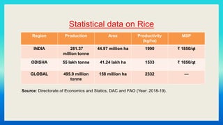 Statistical data on Rice
Region Production Area Productivity
(kg/ha)
MSP
INDIA 281.37
million tonne
44.97 million ha 1990 ₹ 1850/qt
ODISHA 55 lakh tonne 41.24 lakh ha 1533 ₹ 1850/qt
GLOBAL 495.9 million
tonne
158 million ha 2332 —
Source: Directorate of Economics and Statics, DAC and FAO (Year: 2018-19).
 