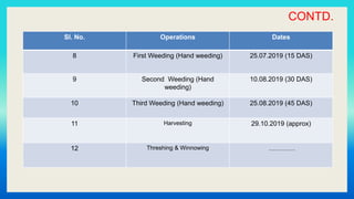 CONTD.
Sl. No. Operations Dates
8 First Weeding (Hand weeding) 25.07.2019 (15 DAS)
9 Second Weeding (Hand
weeding)
10.08.2019 (30 DAS)
10 Third Weeding (Hand weeding) 25.08.2019 (45 DAS)
11 Harvesting 29.10.2019 (approx)
12 Threshing & Winnowing …………
 