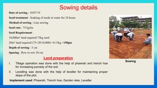 Sowing details
Date of sowing : 10/07/19
Seed treatment : Soaking of seeds in water for 24 hours
Method of sowing : Line sowing
Seed rate : 75 kg/ha
Seed Requirement :
10,000m2 land required 75kg seed
20m2 land required (75×20/10,000) =0.15kg =150gm
Depth of sowing : 5 cm
Spacing : Row to row 20 cm
Land preparation
I. Tillage operation was done with the help of phawrah and trench hoe
for increasing porosity of the soil.
II. Levelling was done with the help of leveller for maintaining proper
slope of the plot.
Implement used: Phawrah, Trench hoe, Garden rake, Leveller
Sowing
 