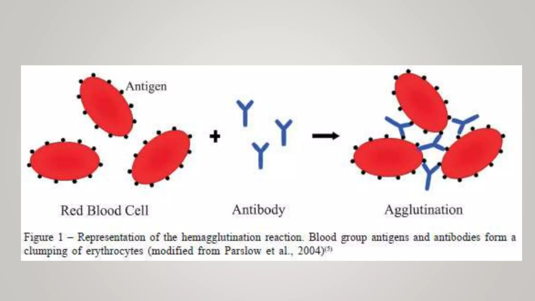 Antigens and Antibodies in blood bank practice | PPTX