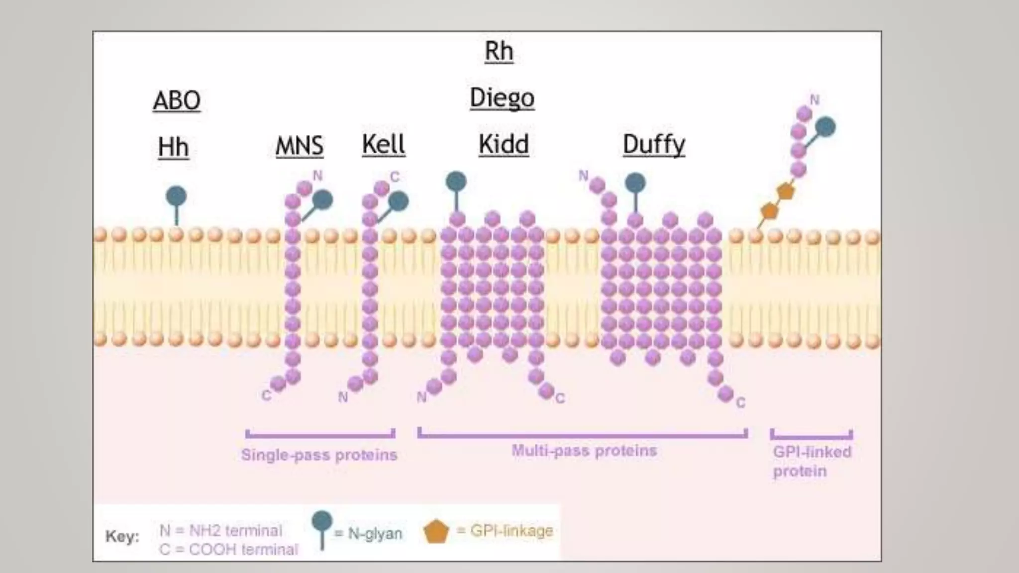 Antigens and Antibodies in blood bank practice | PPTX