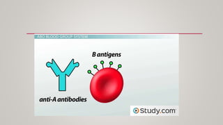 Antigens and Antibodies in blood bank practice | PPTX