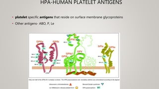 Antigens and Antibodies in blood bank practice | PPTX