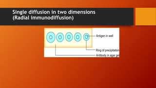 Single diffusion in two dimensions
(Radial immunodiffusion)
 