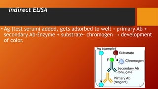Indirect ELISA
• Ag (test serum) added, gets adsorbed to well + primary Ab +
secondary Ab-Enzyme + substrate- chromogen → development
of color.
 