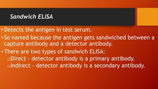 Sandwich ELISA
• Detects the antigen in test serum.
• So named because the antigen gets sandwiched between a
capture antibody and a detector antibody.
• There are two types of sandwich ELISA:
oDirect - detector antibody is a primary antibody.
oIndirect - detector antibody is a secondary antibody.
 