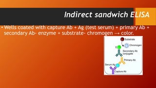• Wells coated with capture Ab + Ag (test serum) + primary Ab +
secondary Ab- enzyme + substrate- chromogen → color.
Indirect sandwich ELISA
 