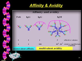 Affinity & Avidity 