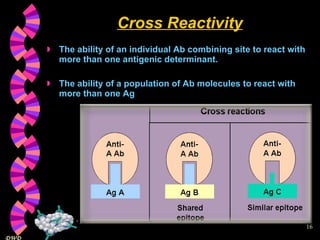 Cross Reactivity The ability of an individual Ab combining site to react with more than one antigenic determinant. The ability of a population of Ab molecules to react with more than one Ag 