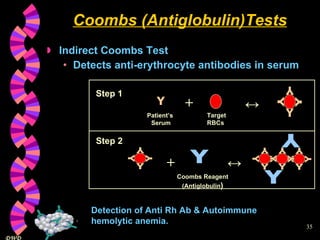 Coombs (Antiglobulin)Tests Indirect Coombs Test Detects anti-erythrocyte antibodies in serum Detection of Anti Rh Ab & Autoimmune hemolytic anemia. Y Y Y Y Y Patient’s  Serum Target RBCs + ↔ Step 1 + ↔ Y Y Y Y Y Y Y Y Y Y Y Y Y Y Y Y Y Y Y Coombs Reagent (Antiglobulin ) Step 2 