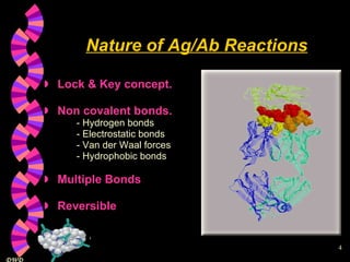 Nature of Ag/Ab Reactions Lock & Key concept. Non covalent bonds. - Hydrogen bonds - Electrostatic bonds  - Van der Waal forces - Hydrophobic bonds Multiple Bonds Reversible 
