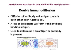 Precipitation Reactions in Gels Yield Visible Precipitin Lines
 