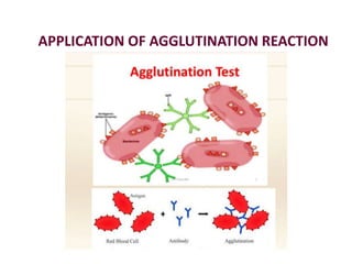 APPLICATION OF AGGLUTINATION REACTION
 