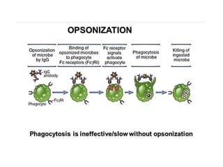 Ag-Ab interaction.pptx