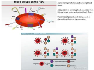 A and B antigens help in determining blood
types.
Also present in salivary gland, pancreas, liver,
kidney, lungs, testes and related body fluids.
Present as oligosaccharide component of
glycosphingolipids or glycoproteins.
 