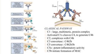 Multimeric Complexes Antigen antibody reaction | PPT