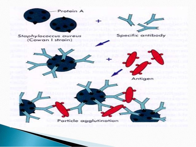 ag rxns bunnel infectious mononucleosis weil
