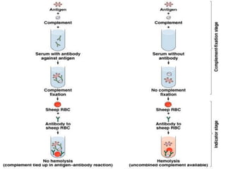Ag-Ab Reactions | PDF