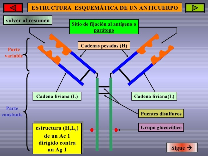 El tratamiento de los parásitos por el ajo y la leche