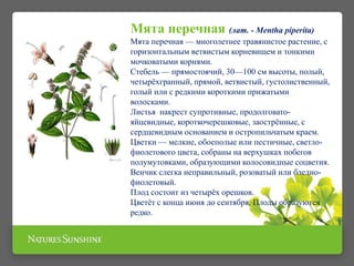 Мята перечная (лат. - Mentha piperita)
Мята перечная — многолетнее травянистое растение, с
горизонтальным ветвистым корневищем и тонкими
мочковатыми корнями.
Стебель — прямостоячий, 30—100 см высоты, полый,
четырёхгранный, прямой, ветвистый, густолиственный,
голый или с редкими короткими прижатыми
волосками.
Листья накрест супротивные, продолговато-
яйцевидные, короткочерешковые, заострённые, с
сердцевидным основанием и остропильчатым краем.
Цветки — мелкие, обоеполые или пестичные, светло-
фиолетового цвета, собраны на верхушках побегов
полумутовками, образующими колосовидные соцветия.
Венчик слегка неправильный, розоватый или бледно-
фиолетовый.
Плод состоит из четырёх орешков.
Цветёт с конца июня до сентября. Плоды образуются
редко.
 