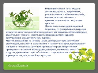 В медицине листья мяты входят в
состав желудочных, ветрогонных,
успокоительных и жёлчегонных чаёв,
мятных капель от тошноты, и
противоспазматическое желудочное
средство.
Листья мяты популярны в народной
медицине. Их употребляют внутрь при
желудочно-кишечных и печёночных коликах, как вяжущее, противокашлевое
средство, при тошноте, изжоге, как успокаивающее при нервном
возбуждении в климактерическом периоде.
Ментол, выделяемый из мятного масла, употребляют при метеоризме,
стенокардии, он входит в состав капель и мазей от насморка, карандашей от
мигрени, а также используют при производстве ряда лекарственных
препаратов — валидола, валокордина, ингафена, олиметина, капель Зеленина
и других, применяемых при заболеваниях, сопровождающихся спазмом
коронарных сосудов, гладкой мускулатуры.
 
