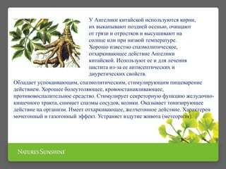 У Ангелики китайской используются корни,
их выкапывают поздней осенью, очищают
от грязи и отростков и высушивают на
солнце или при низкой температуре.
Хорошо известно спазмолитическое,
отхаркивающее действие Ангелики
китайской. Используют ее и для лечения
цистита из-за ее антисептических и
диуретических свойств.
Обладает успокаивающим, спазмолитическим, стимулирующим пищеварение
действием. Хорошее болеутоляющее, кровоостанавливающее,
противовоспалительное средство. Стимулирует секреторную функцию желудочно-
кишечного тракта, снимает спазмы сосудов, колики. Оказывает тонизирующее
действие на организм. Имеет отхаркивающее, желчегонное действие. Характерен
мочегонный и газогонный эффект. Устраняет вздутие живота (метеоризм).
 