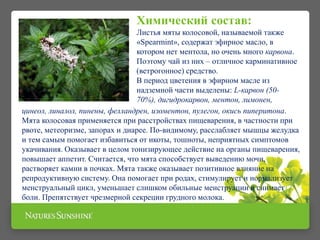 Химический состав:
Листья мяты колосовой, называемой также
«Spearmint», содержат эфирное масло, в
котором нет ментола, но очень много карвона.
Поэтому чай из них – отличное карминативное
(ветрогонное) средство.
В период цветения в эфирном масле из
надземной части выделены: L-карвон (50-
70%), дигидрокарвон, ментон, лимонен,
цинеол, линалол, пинены, фелландрен, изоментон, пулегон, окись пиперитона.
Мята колосовая применяется при расстройствах пищеварения, в частности при
рвоте, метеоризме, запорах и диарее. По-видимому, расслабляет мышцы желудка
и тем самым помогает избавиться от икоты, тошноты, неприятных симптомов
укачивания. Оказывает в целом тонизирующее действие на органы пищеварения,
повышает аппетит. Считается, что мята способствует выведению мочи,
растворяет камни в почках. Мята также оказывает позитивное влияние на
репродуктивную систему. Она помогает при родах, стимулирует и нормализует
менструальный цикл, уменьшает слишком обильные менструации и снимает
боли. Препятствует чрезмерной секреции грудного молока.
 