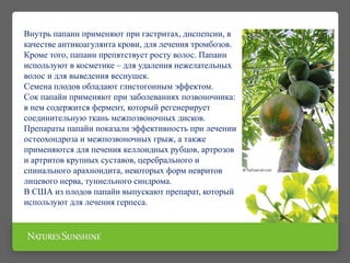 Внутрь папаин применяют при гастритах, диспепсии, в
качестве антикоагулянта крови, для лечения тромбозов.
Кроме того, папаин препятствует росту волос. Папаин
используют в косметике – для удаления нежелательных
волос и для выведения веснушек.
Семена плодов обладают глистогонным эффектом.
Сок папайи применяют при заболеваниях позвоночника:
в нем содержится фермент, который регенерирует
соединительную ткань межпозвоночных дисков.
Препараты папайи показали эффективность при лечении
остеохондроза и межпозвоночных грыж, а также
применяются для печения келлоидных рубцов, артрозов
и артритов крупных суставов, церебрального и
спинального арахноидита, некоторых форм невритов
лицевого нерва, туннельного синдрома.
В США из плодов папайи выпускают препарат, который
используют для лечения герпеса.
 
