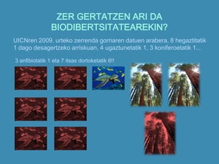 ZER GERTATZEN ARI DA
BIODIBERTSITATEAREKIN?
UICNren 2009. urteko zerrenda gorriaren datuen arabera, 8 hegaztitatik
1 dago desagertzeko arriskuan, 4 ugaztunetatik 1, 3 koniferoetatik 1...
3 anfibiotatik 1 eta 7 itsas dortoketatik 6!!
 