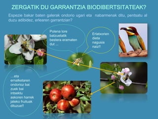 ZERGATIK DU GARRANTZIA BIODIBERTSITATEAK?
Espezie bakar baten galerak ondorio ugari eta nabarmenak ditu, pentsatu al
duzu adibidez, erlearen garrantzian?
Polena lore
batzuetatik
bestera eramaten
dut ...
Erlatxorien
dieta
nagusia
naiz!!
…eta
ernalketaren
ondorioz bai
zuek bai
intsektu
askoren harrek
jateko fruituak
dituzue!!
 