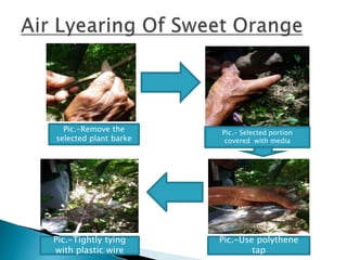 Pic.-Remove the
selected plant barke
Pic.- Selected portion
covered with media
Pic.-Use polythene
tap
Pic.-Tightly tying
with plastic wire
 