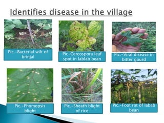 Pic.-Bacterial wilt of
brinjal
Pic-Cercospora leaf
spot in lablab bean
Pic.-Viral disease in
bitter gourd
Pic.-Phomopsis
blight
Pic.-Sheath blight
of rice
Pic.-Foot rot of labab
bean
 