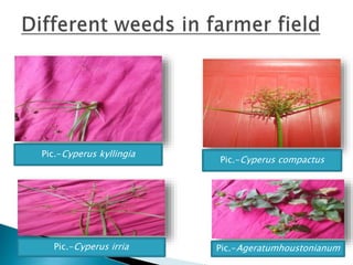 Pic.-Cyperus kyllingia
Pic.-Cyperus compactus
Pic.-AgeratumhoustonianumPic.-Cyperus irria
 