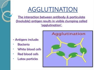 AGGLUTINATION
The interaction between antibody & particulate
(Insoluble) antigen results in visible clumping called
‘agglutination’.
- Antigens include:
• Bacteria
• White blood cells
• Red blood cells
• Latex particles
 