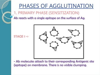 PHASES OF AGGLUTINATION
1. PRIMARY PHASE (SENSITIZATION)
Ab reacts with a single epitope on the surface of Ag.
STAGE 1 ->
- Ab molecules attach to their corresponding Antigenic site
(epitope) on membrane. There is no visible clumping.
 