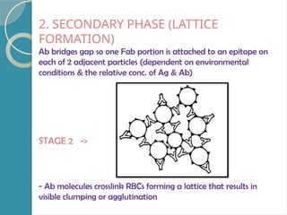 2. SECONDARY PHASE (LATTICE
FORMATION)
Ab bridges gap so one Fab portion is attached to an epitope on
each of 2 adjacent particles (dependent on environmental
conditions & the relative conc. of Ag & Ab)
STAGE 2 ->
- Ab molecules crosslink RBCs forming a lattice that results in
visible clumping or agglutination
 