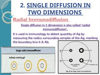 2. SINGLE DIFFUSION IN
TWO DIMENSIONS
Radial Immunodiffusion
Single diffusion in 2 dimensions is also called ‘radial
immunodiffusion’.
It is used in immunology to detect quantity of Ag by
measuring the radius surrounding samples of the Ag, marking
the boundary b/w it & Ab.
 