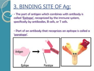 3. BINDING SITE OF Ag:
- The part of antigen which combines with antibody is
called ‘Epitope’, recognized by the immune system,
specifically by antibodies, B cells, or T cells.
- Part of an antibody that recognizes an epitope is called a
‘paratope’.
 