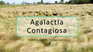Agalactia
Contagiosa
Arantxa Cecilia Valles Garza
 